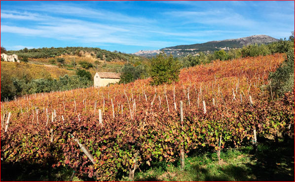 vigneti
