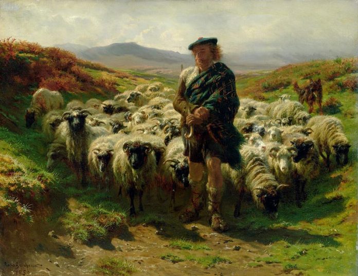 Pecore-Highlands-696x536