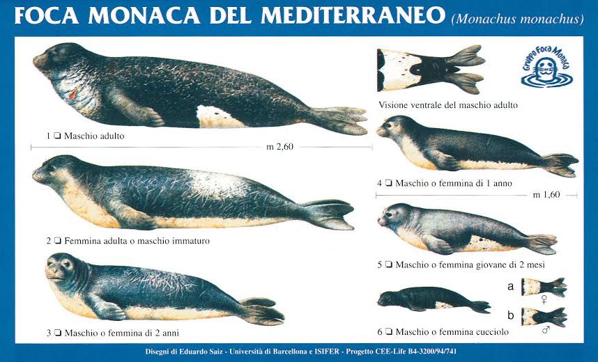 foca-monaca