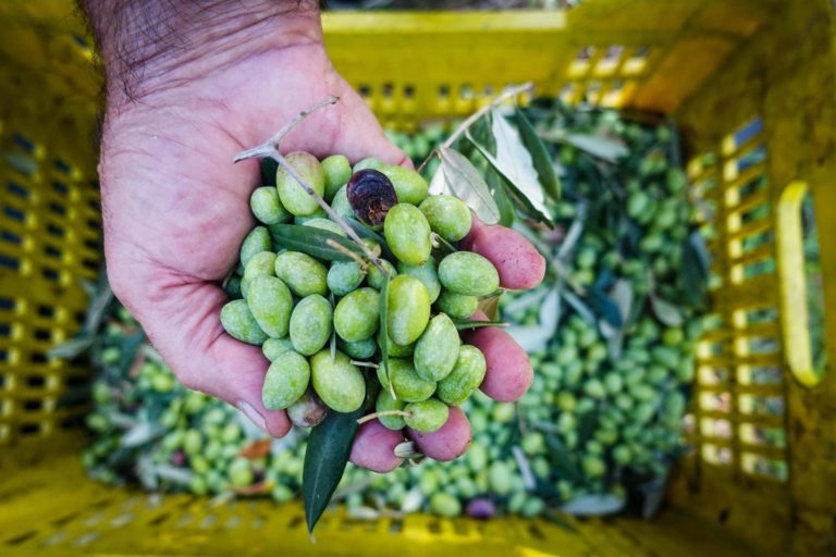 La raccolta delle olive per la produzione di olio a San Sebastiano al Vesuvio, in provincia di Napoli, 6 Ottobre 2019. ANSA/CESARE ABBATE