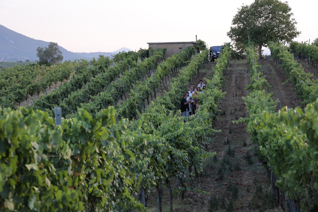 vigneti wine tour 2
